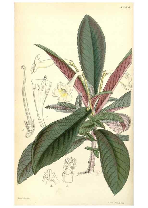 Reproducción/Reproduction 35121822531: Curtis's botanical magazine.. London ; New York [etc.] :Academic Press [etc.]