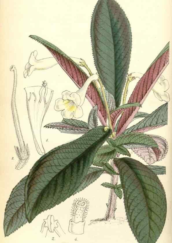 Reproducción/Reproduction 35121822531: Curtis's botanical magazine.. London ; New York [etc.] :Academic Press [etc.]