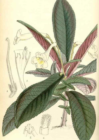 Reproducción/Reproduction 35121822531: Curtis's botanical magazine.. London ; New York [etc.] :Academic Press [etc.]