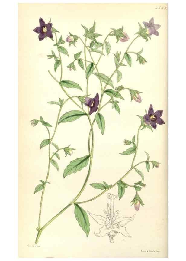 Reproducción/Reproduction 35121826991: Curtis's botanical magazine.. London ; New York [etc.] :Academic Press [etc.]