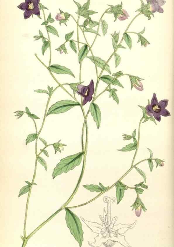 Reproducción/Reproduction 35121826991: Curtis's botanical magazine.. London ; New York [etc.] :Academic Press [etc.]