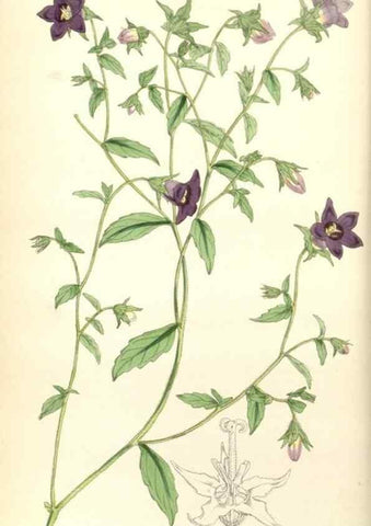 Reproducción/Reproduction 35121826991: Curtis's botanical magazine.. London ; New York [etc.] :Academic Press [etc.]