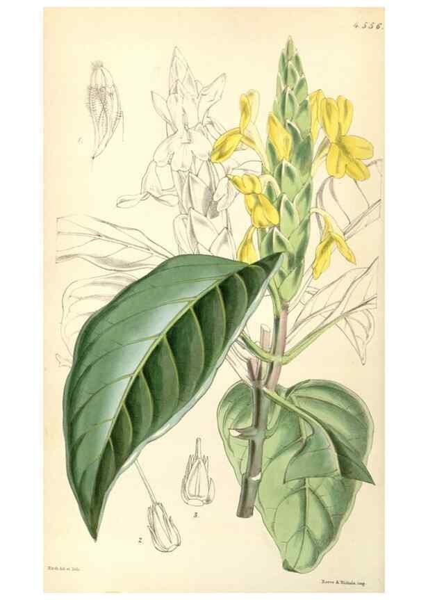 Reproducción/Reproduction 34407777254: Curtis's botanical magazine.. London ; New York [etc.] :Academic Press [etc.]