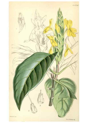 Reproducción/Reproduction 34407777254: Curtis's botanical magazine.. London ; New York [etc.] :Academic Press [etc.]