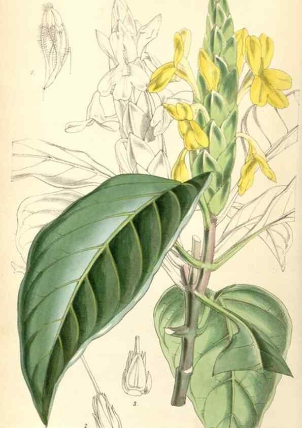 Reproducción/Reproduction 34407777254: Curtis's botanical magazine.. London ; New York [etc.] :Academic Press [etc.]