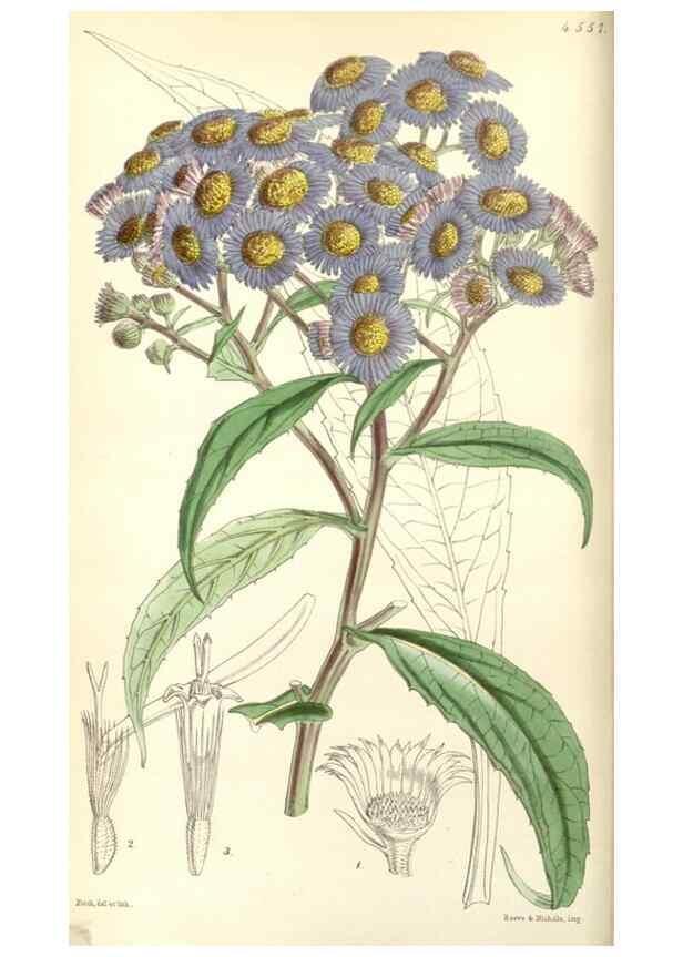 Reproducción/Reproduction 34864526060: Curtis's botanical magazine.. London ; New York [etc.] :Academic Press [etc.]