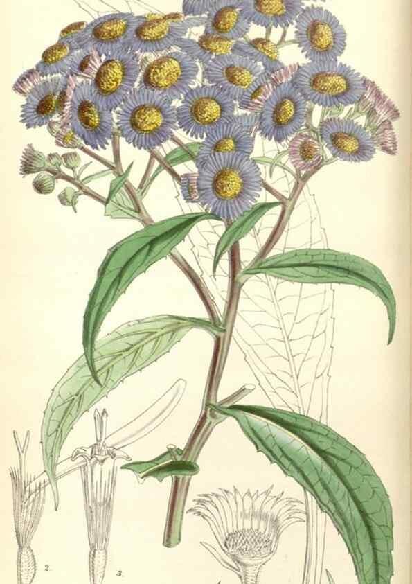 Reproducción/Reproduction 34864526060: Curtis's botanical magazine.. London ; New York [etc.] :Academic Press [etc.]