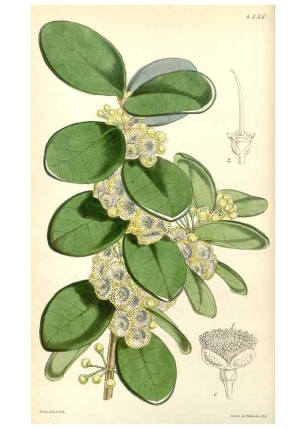 Reproducción/Reproduction 34864529330: Curtis's botanical magazine.. London ; New York [etc.] :Academic Press [etc.]