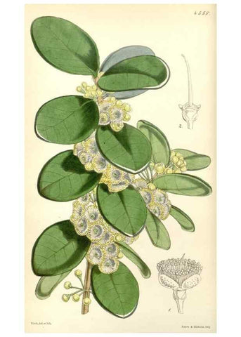 Reproducción/Reproduction 34864529330: Curtis's botanical magazine.. London ; New York [etc.] :Academic Press [etc.]