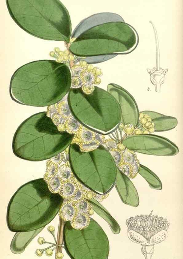 Reproducción/Reproduction 34864529330: Curtis's botanical magazine.. London ; New York [etc.] :Academic Press [etc.]