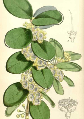 Reproducción/Reproduction 34864529330: Curtis's botanical magazine.. London ; New York [etc.] :Academic Press [etc.]