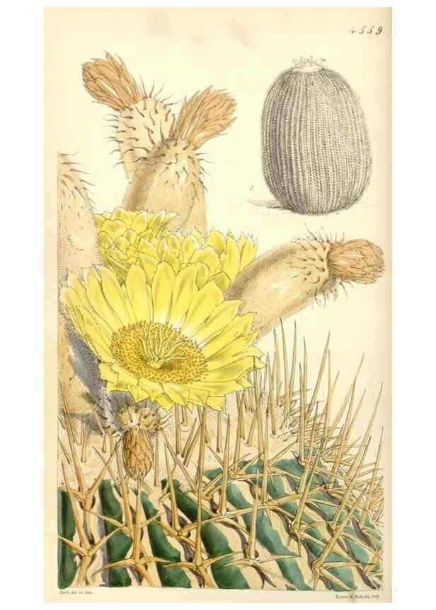 Reproducción/Reproduction 35121841461: Curtis's botanical magazine.. London ; New York [etc.] :Academic Press [etc.]