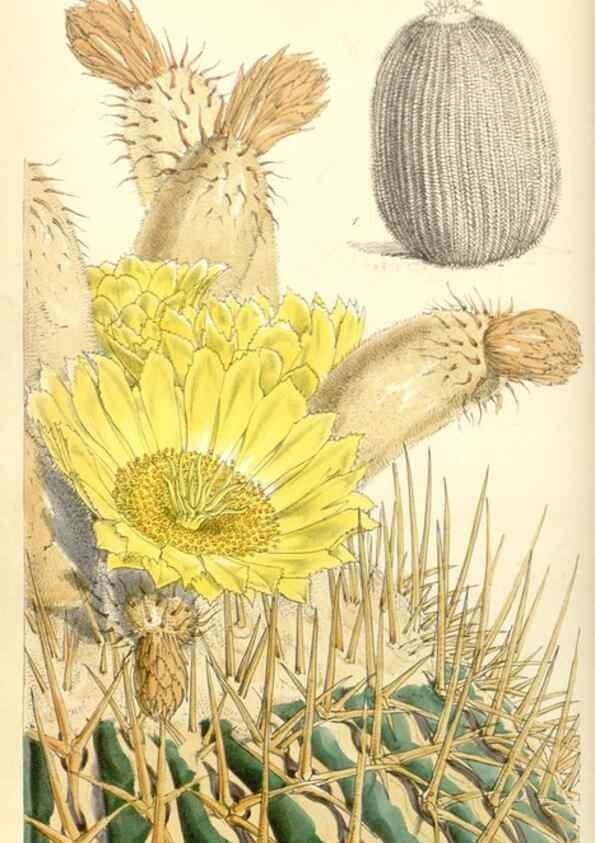 Reproducción/Reproduction 35121841461: Curtis's botanical magazine.. London ; New York [etc.] :Academic Press [etc.]