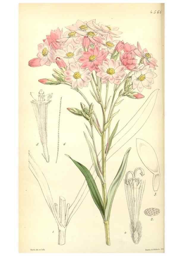 Reproducción/Reproduction 35121844681: Curtis's botanical magazine.. London ; New York [etc.] :Academic Press [etc.]
