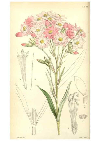 Reproducción/Reproduction 35121844681: Curtis's botanical magazine.. London ; New York [etc.] :Academic Press [etc.]