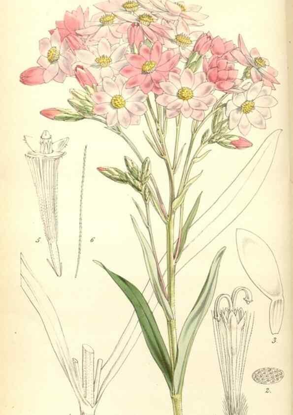 Reproducción/Reproduction 35121844681: Curtis's botanical magazine.. London ; New York [etc.] :Academic Press [etc.]