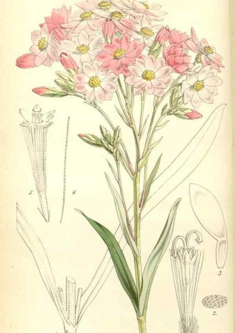 Reproducción/Reproduction 35121844681: Curtis's botanical magazine.. London ; New York [etc.] :Academic Press [etc.]