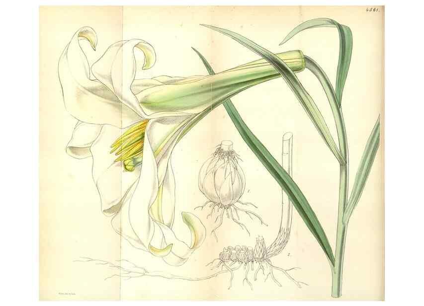 Reproducción/Reproduction 35121847421: Curtis's botanical magazine.. London ; New York [etc.] :Academic Press [etc.]