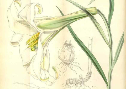 Reproducción/Reproduction 35121847421: Curtis's botanical magazine.. London ; New York [etc.] :Academic Press [etc.]