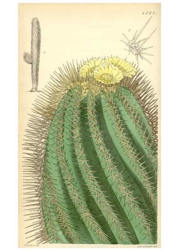 Reproducción/Reproduction 35121851011: Curtis's botanical magazine.. London ; New York [etc.] :Academic Press [etc.]