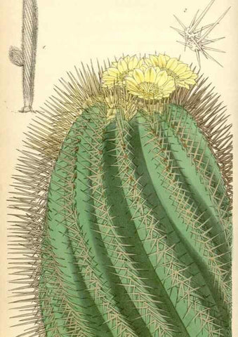 Reproducción/Reproduction 35121851011: Curtis's botanical magazine.. London ; New York [etc.] :Academic Press [etc.]