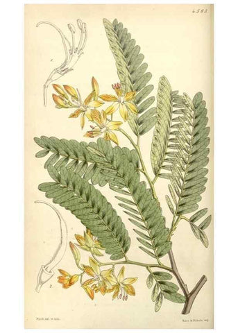 Reproducción/Reproduction 35121854581: Curtis's botanical magazine.. London ; New York [etc.] :Academic Press [etc.]