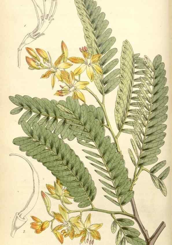 Reproducción/Reproduction 35121854581: Curtis's botanical magazine.. London ; New York [etc.] :Academic Press [etc.]