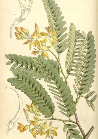 Reproducción/Reproduction 35121854581: Curtis's botanical magazine.. London ; New York [etc.] :Academic Press [etc.]