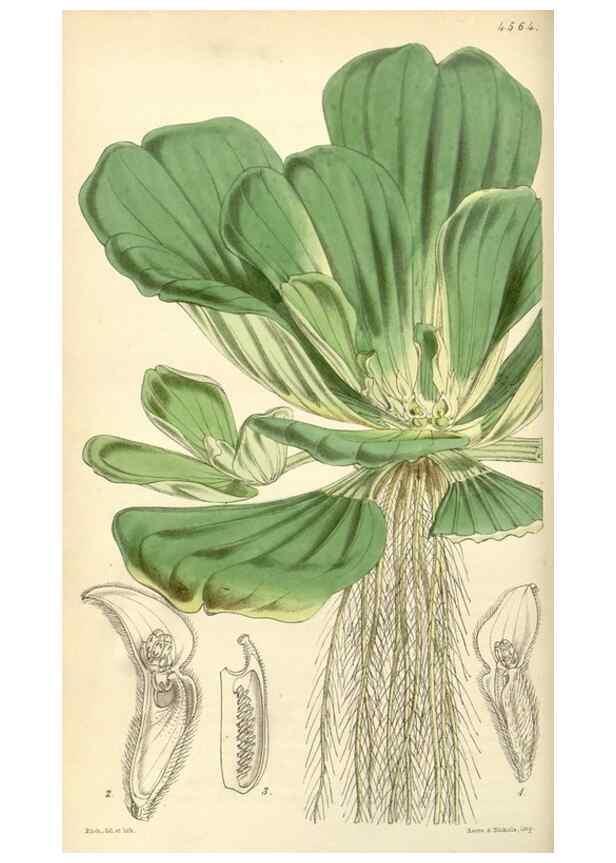 Reproducción/Reproduction 34864547820: Curtis's botanical magazine.. London ; New York [etc.] :Academic Press [etc.]