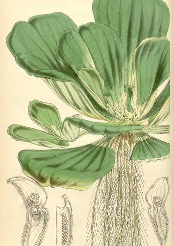 Reproducción/Reproduction 34864547820: Curtis's botanical magazine.. London ; New York [etc.] :Academic Press [etc.]