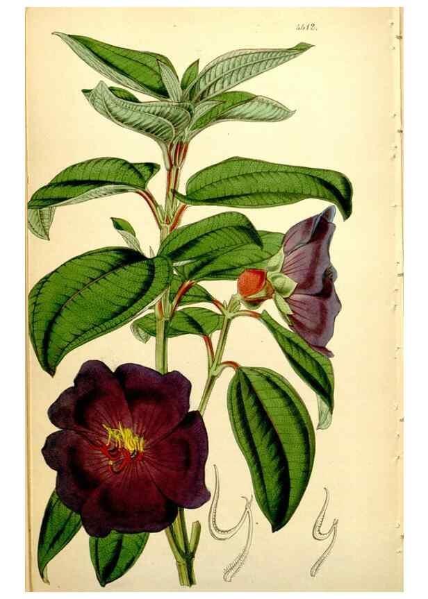 Reproducción/Reproduction 34407695194: Curtis's botanical magazine.. London ; New York [etc.] :Academic Press [etc.]