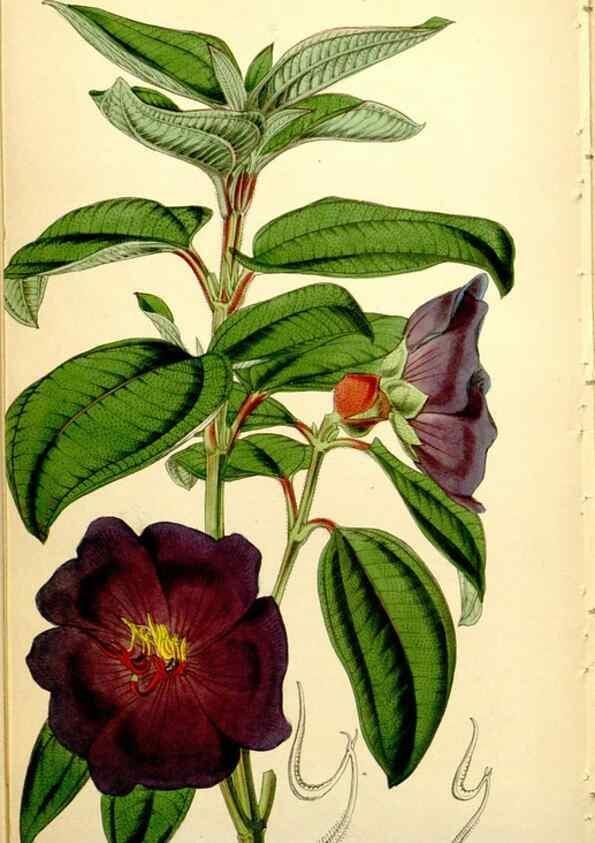 Reproducción/Reproduction 34407695194: Curtis's botanical magazine.. London ; New York [etc.] :Academic Press [etc.]