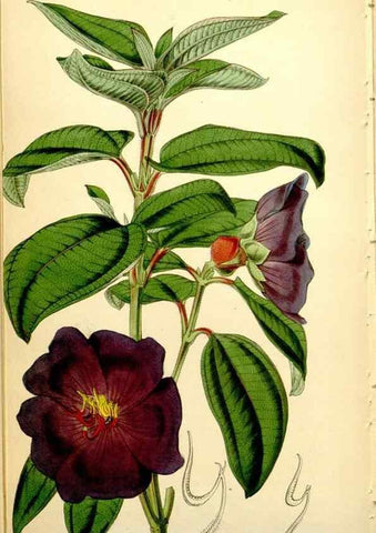 Reproducción/Reproduction 34407695194: Curtis's botanical magazine.. London ; New York [etc.] :Academic Press [etc.]