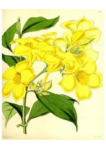 Reproducción/Reproduction 34407691204: Curtis's botanical magazine.. London ; New York [etc.] :Academic Press [etc.]
