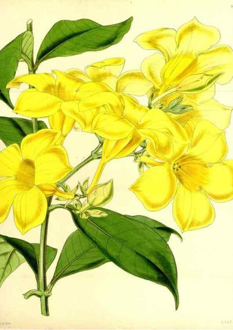Reproducción/Reproduction 34407691204: Curtis's botanical magazine.. London ; New York [etc.] :Academic Press [etc.]