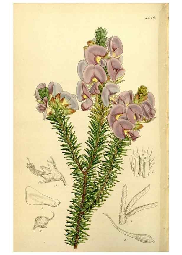 Reproducción/Reproduction 34407687944: Curtis's botanical magazine.. London ; New York [etc.] :Academic Press [etc.]