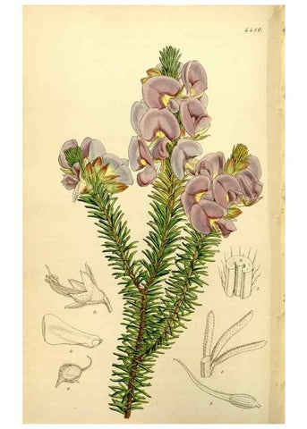 Reproducción/Reproduction 34407687944: Curtis's botanical magazine.. London ; New York [etc.] :Academic Press [etc.]