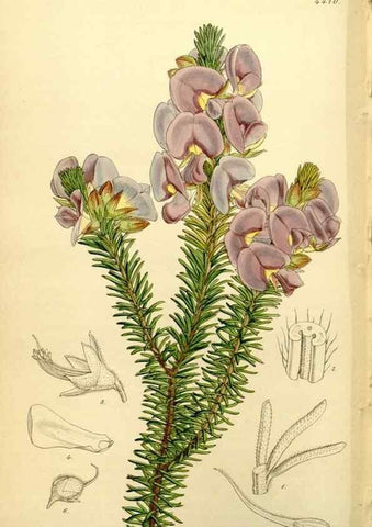 Reproducción/Reproduction 34407687944: Curtis's botanical magazine.. London ; New York [etc.] :Academic Press [etc.]