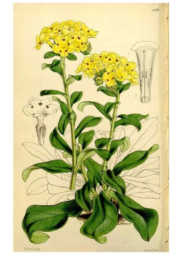 Reproducción/Reproduction 34407684524: Curtis's botanical magazine.. London ; New York [etc.] :Academic Press [etc.]