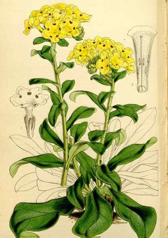 Reproducción/Reproduction 34407684524: Curtis's botanical magazine.. London ; New York [etc.] :Academic Press [etc.]