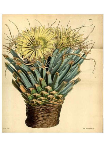 Reproducción/Reproduction 35121664501: Curtis's botanical magazine.. London ; New York [etc.] :Academic Press [etc.]
