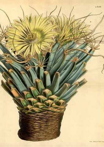 Reproducción/Reproduction 35121664501: Curtis's botanical magazine.. London ; New York [etc.] :Academic Press [etc.]