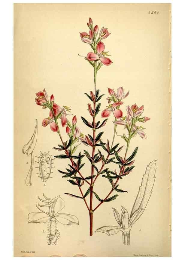 Reproducción/Reproduction 35085989122: Curtis's botanical magazine.. London ; New York [etc.] :Academic Press [etc.]