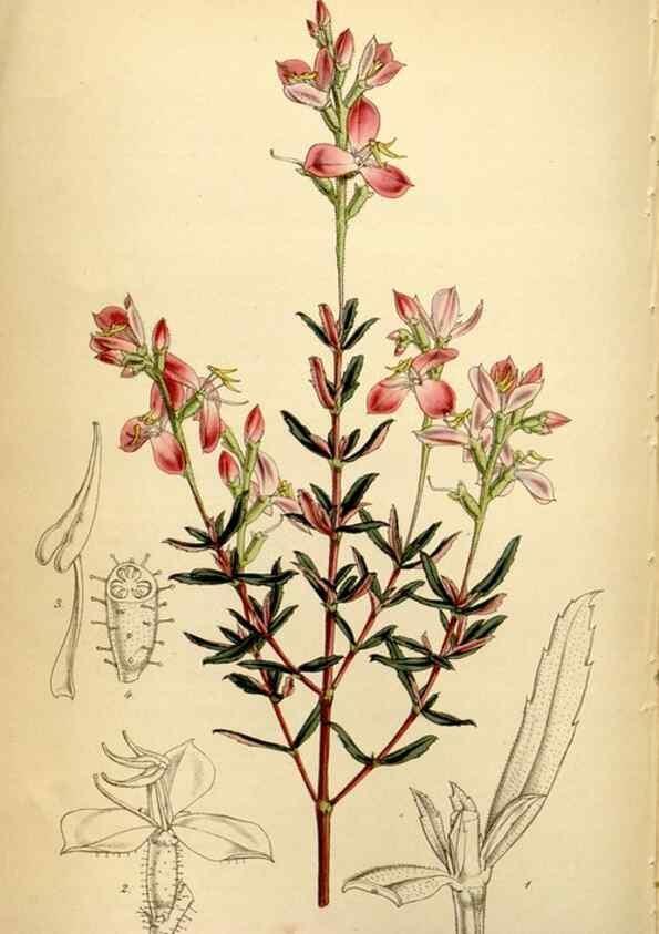 Reproducción/Reproduction 35085989122: Curtis's botanical magazine.. London ; New York [etc.] :Academic Press [etc.]