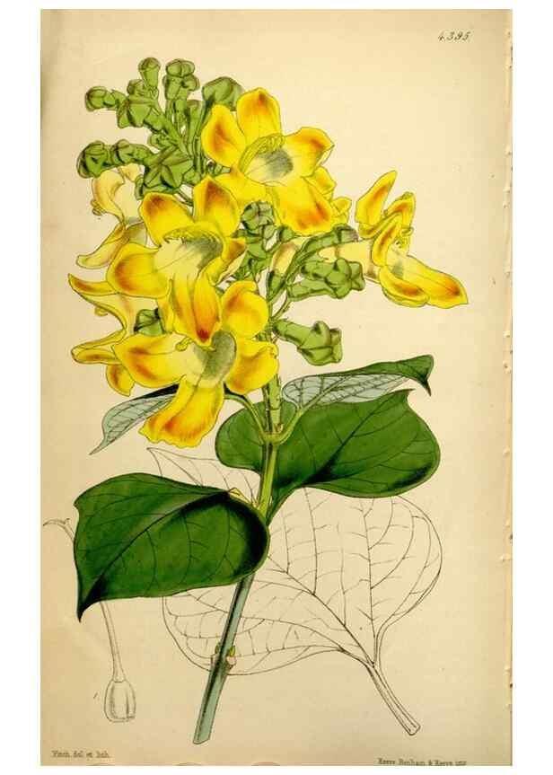 Reproducción/Reproduction 35085991822: Curtis's botanical magazine.. London ; New York [etc.] :Academic Press [etc.]