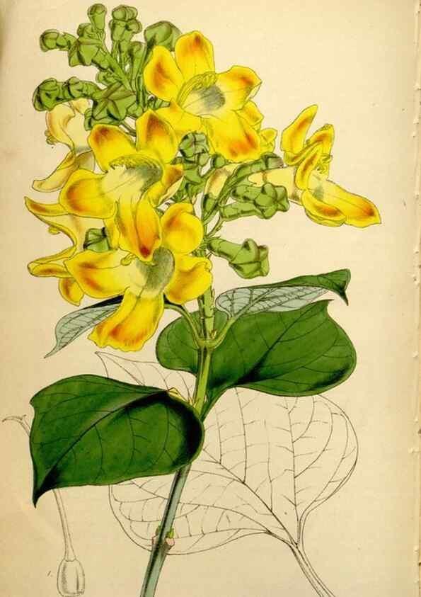 Reproducción/Reproduction 35085991822: Curtis's botanical magazine.. London ; New York [etc.] :Academic Press [etc.]