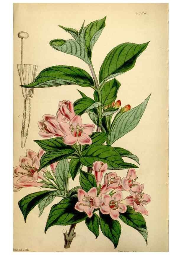 Reproducción/Reproduction 35085994612: Curtis's botanical magazine.. London ; New York [etc.] :Academic Press [etc.]