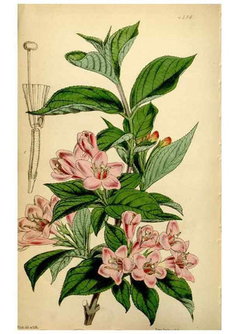 Reproducción/Reproduction 35085994612: Curtis's botanical magazine.. London ; New York [etc.] :Academic Press [etc.]