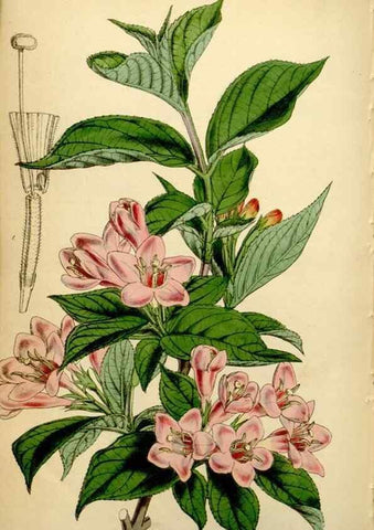 Reproducción/Reproduction 35085994612: Curtis's botanical magazine.. London ; New York [etc.] :Academic Press [etc.]