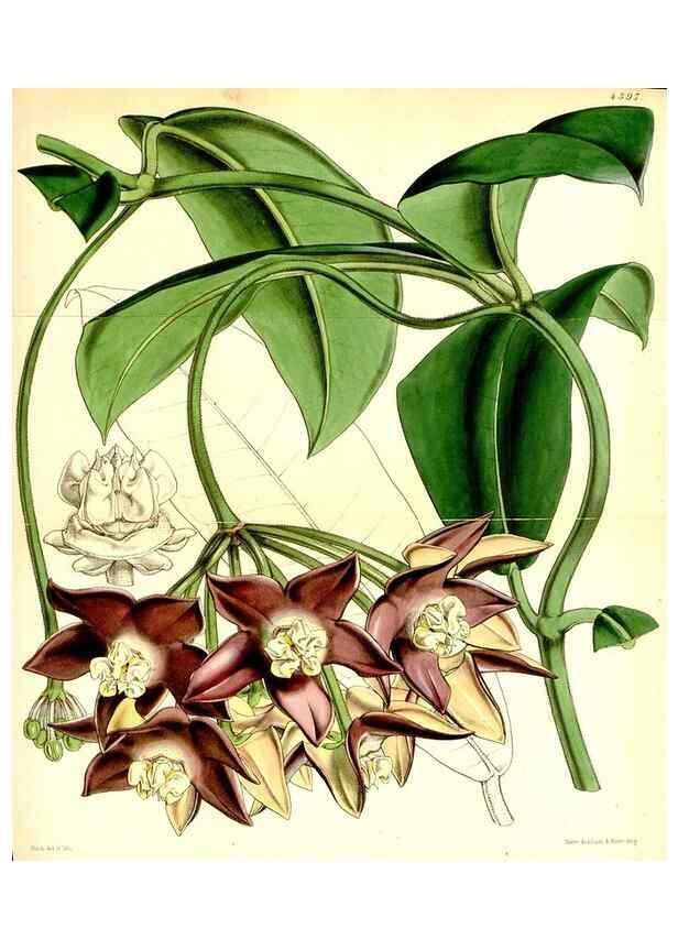 Reproducción/Reproduction 35085996592: Curtis's botanical magazine.. London ; New York [etc.] :Academic Press [etc.]